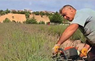 Gediz’de lavanta hasadı başladı