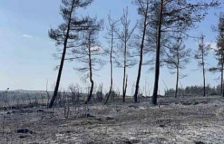 Gelibolu’da çıkan orman yangını tamamen kontrol...