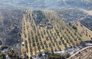 Gelibolu’da yaşayan çiftçi zeytinliğinin altını...