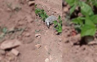 Gercüş’te nesli tükenmekte olan porsuk görüntülendi