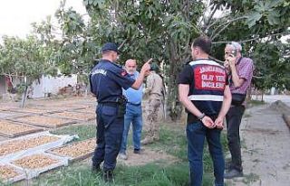 Germencik’te incir hırsızlığına karşı jandarmadan...