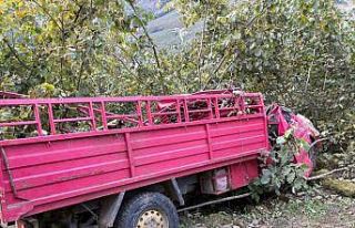Giresun’da kamyonet fındık bahçesine yuvarlandı:...