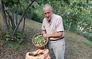 Giresunlu fındık üreticisinin umudu serbest piyasa