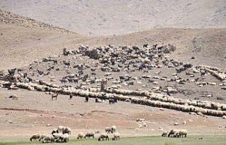 Göçerler yayladan inmeye başladı