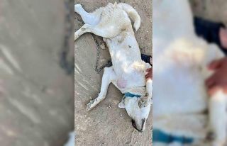 Göğsünde tümör bulunan köpek ameliyat edildi