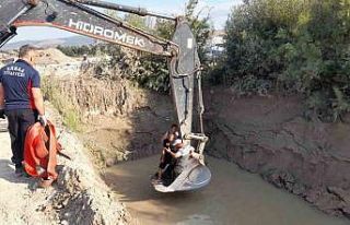 Gölete düşen inekler kepçe ile kurtarıldı