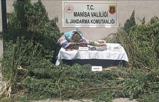 Gördes’te jandarmadan kenevir operasyonu