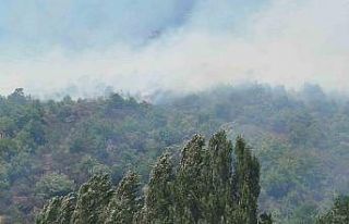 Gümüşhane’de ağaçlık alanda yangın