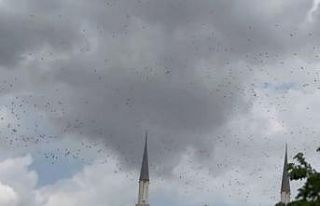 Güneye göç eden yüzlerce leylek İstanbul semalarında