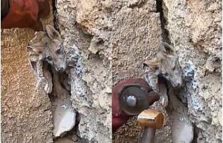 Hakkari’de iki kayanın arasına sıkışan tilkiyi...