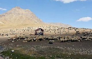 Hakkari’de Şap hastalığı karantinası sona erdi