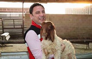 Haliliye’de hayvancılığın geliştirilmesi çalışmaları...