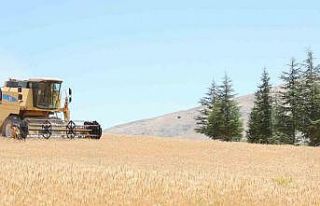 Halk Ekmek için buğday hasadı başladı