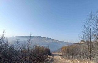 Hatay’da orman yangını kontrol altına alındı