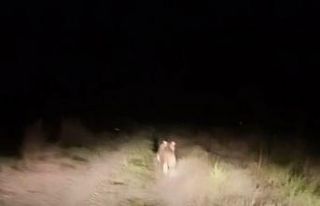 Iğdır’da köye inen ayıyı arabayla kovaladılar