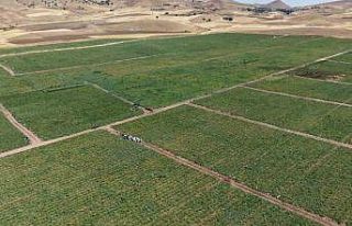 İki bin dönüme domates eken üretici: "Dışarıda...