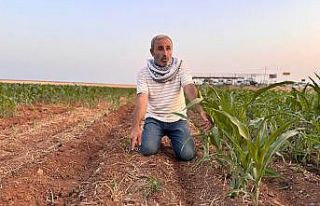 İki tohum arasındaki büyüme farkı çiftçiyi...