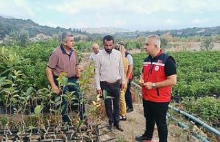 İl Tarım Müdürü Türkmen, fidan üretim sahalarını...