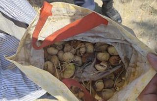 İncir hırsızı yakalandı