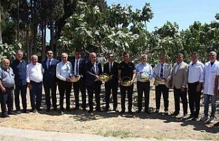 İncirliova’da protokol üyeleri incir hasadına...