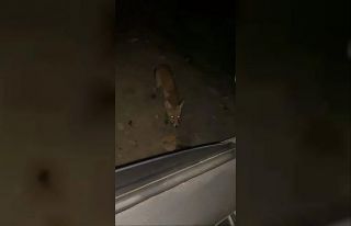 İnegöl’de sürücü tilkiyi cipsle besledi