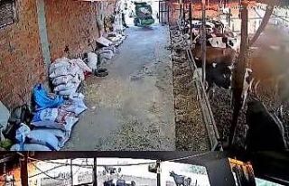 İnekler kaçıştı, kolonya şişeleri yerle bir...