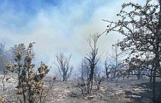 İzmir’de ormanlık alanda yangın çıktı: Havadan...