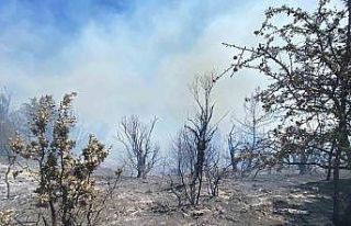 İzmir’deki orman yangını kontrol altına alındı