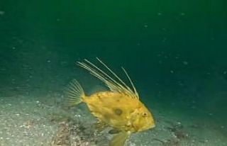 İzmit Körfezi’nde çamur gitti, yerine deniz canlıları...