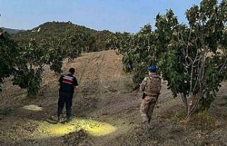 Jandarma incir hırsızlarına geçit vermiyor