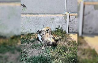 Jandarma tarafından bulunan yaralı kızıl şahin...