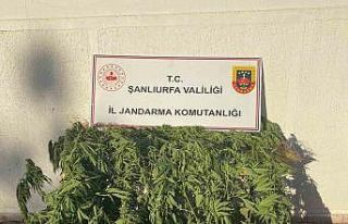 Jandarmadan uyuşturucu operasyonu