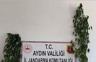 Jandarmadan uyuşturucu operasyonu: 12 şüpheli yakalandı