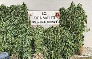 Jandarmadan uyuşturucu operasyonu: 17 yakalama