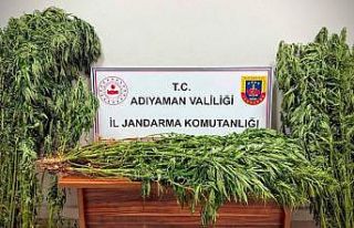 Jandarmadan uyuşturucu operasyonu: 9 gözaltı