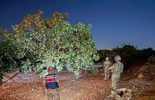 Jandarmanın fıstık nöbeti başladı