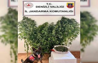 Jandarmanın uyuşturucu operasyonunda 24 kök kenevir,...