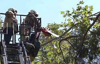 Kadıköy’de kuvvetli rüzgar ağacı kırdı