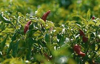 Kadınların biber mesaisi başladı