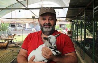 Kafasındaki poşetle sürüye kabusu yaşatan keçinin...