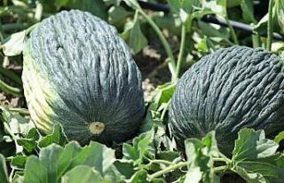 Kahramankazan kavunu için umutlar yeşerdi