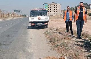 Kamyonetin çarptığı buzağı telef oldu