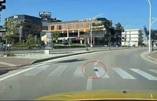 Kaplumbağa yaya geçidinden geçti, kurallara uymasıyla...