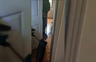 Karabük’te eve giren yılan itfaiye ekiplerince...