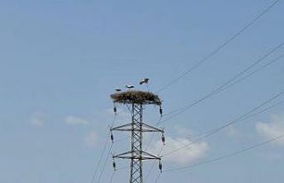 Karabük’te leylek sürüsü ve yuvaları dronla...