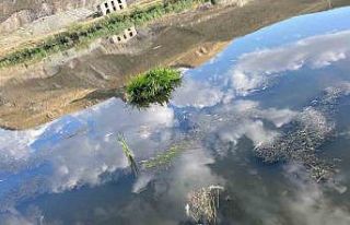 Karasu’da balık ölümleri korku saçıyor