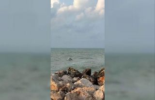 Karataş’ta yunuslar görüntülendi