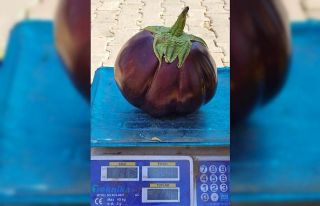 Karpuz gibi patlıcan