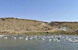 Kars’ta kazlar kış sofraları için besiye alındı