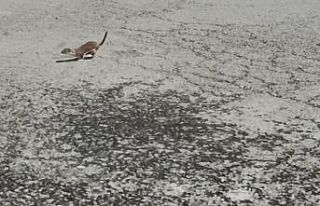 Kars’ta koruma altındaki gelincik caddede görüntülendi